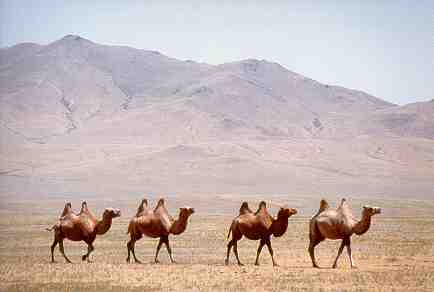 Onze eerste kamelen deze reis.