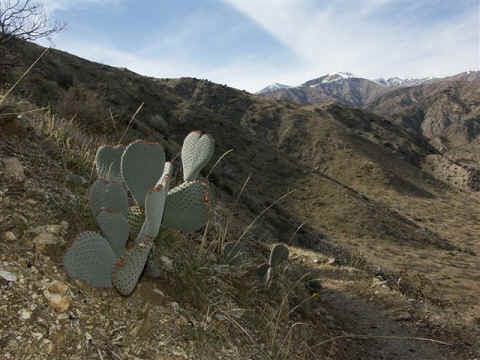 Veel cactussen in dit gebied