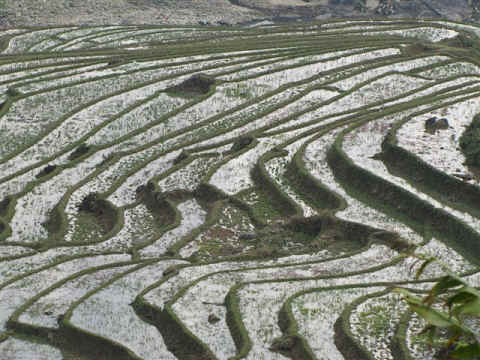 Lijnenspel in de rijstvelden.