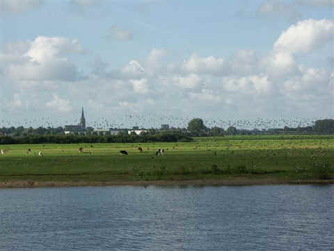 Veel vogels langs de IJssel