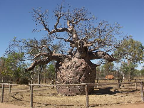 De baobab gevangenisboom bij Derby