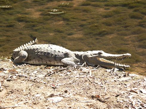 Krokodil in Windjana Gorge 