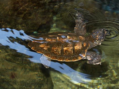 waterschildpad in Ocean Park