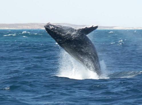Een uit het water springende walvis van zo'n 16 meter lang!