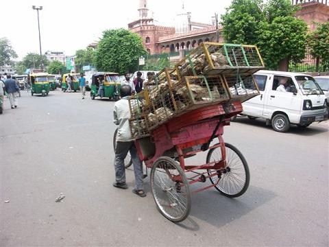 In India doen ze nog meer op de fiets dan wij!