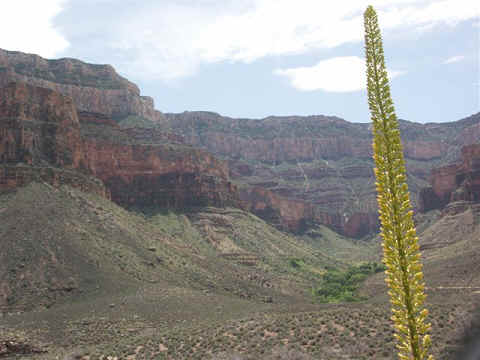 In de Grand Canyon bloeien veel bloemen.